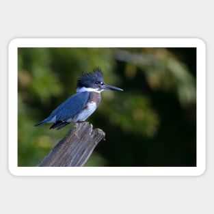 Belted Kingfisher - female (Ceryle alcyon) Sticker